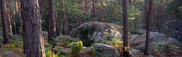 Forêt de Fontainebleau