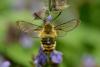 Papillon Sphinx Bourdon sur une fleur Sauge officinale © Stéphane Beillard